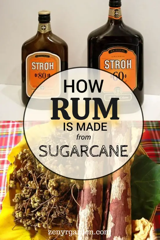 How Is Rum Made From Sugarcane An Overall Look